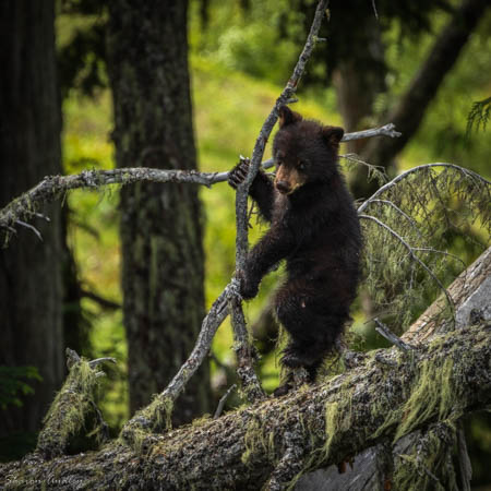 cub on tree 1 of 1